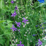 Delphinium consolida Imperial Gemengd